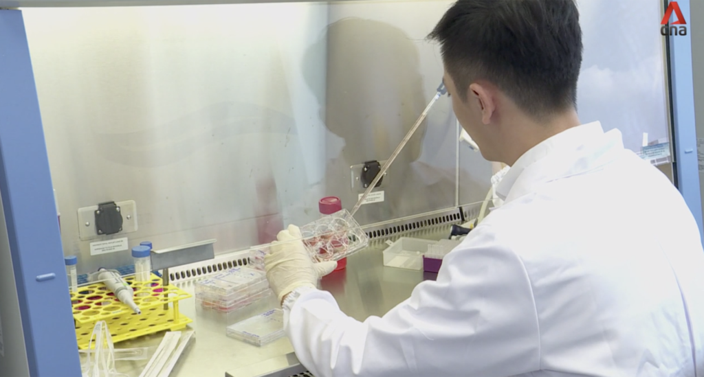 Investigadores liderados por NTU cultivan mini riñones utilizando células madre