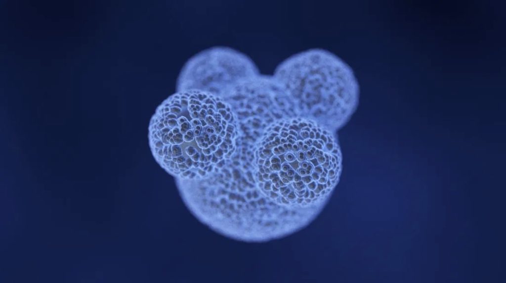 Células madre cancerosas destruidas por nanopartículas llenas de drogas